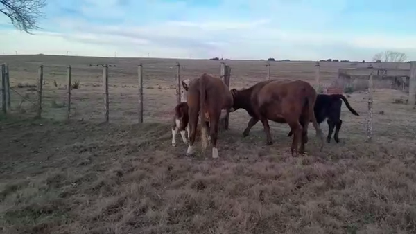 Lote 4 Piezas de cría HEREFORD 360kg - , San José