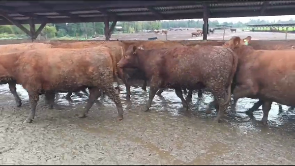 Lote 20 Vaquilla Gorda en Los Ángeles, VIII Región Biobío