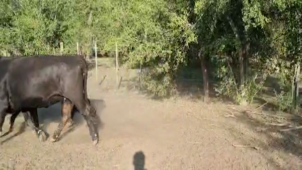 Lote 115 Vacas nuevas C/ gtia de preñez en Brandsen, Buenos Aires