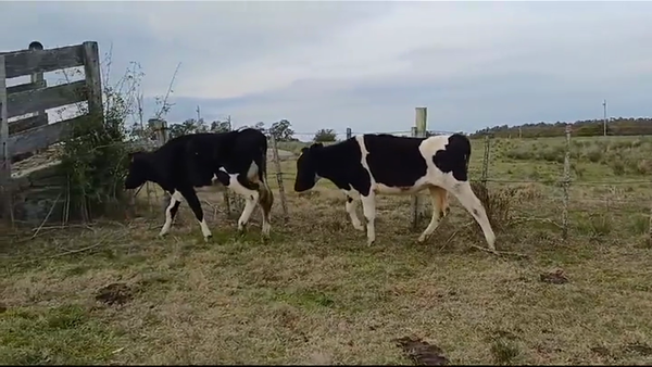 Lote VAQUILLONAS HOLANDO ENTORADAS