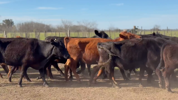 Lote 40 Vacas con Cría