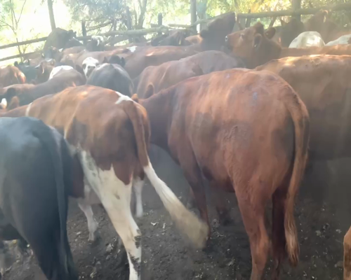 Lote 55 Novillo Engorda en Longaví, VII  Región Maule