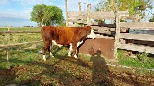 Lote 3 novillos Hereford