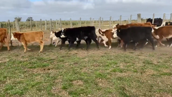 Lote Terneras