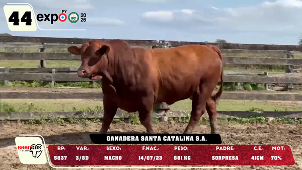 Lote LOTE 44