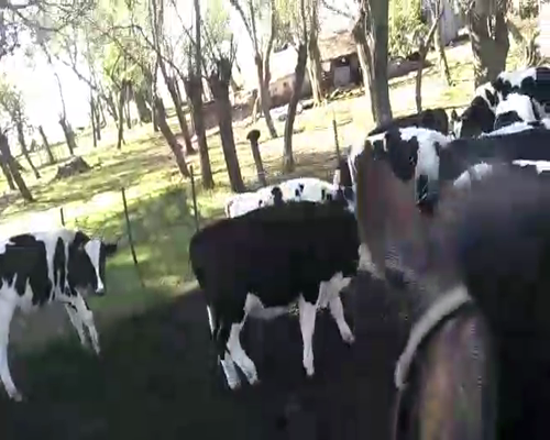 Lote 43 Terneros en Brandsen, Buenos Aires