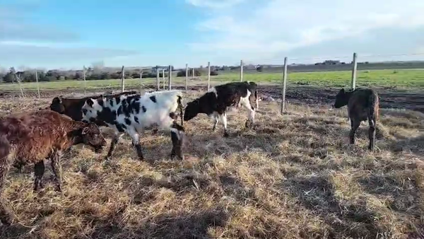 Lote 5 Terneros 90kg - , San José