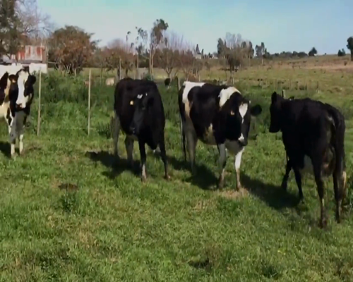 Lote 4 Vaquillonas  Ho en Juan Soler