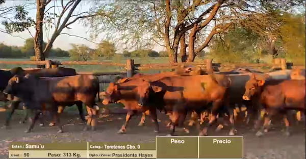 Lote LOTE 3 - TORETONES CBO 0