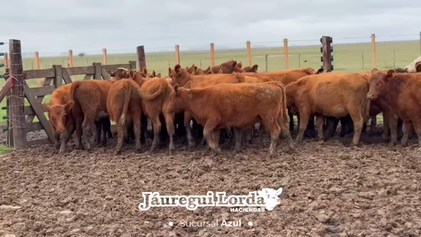 Lote 43 Terneros