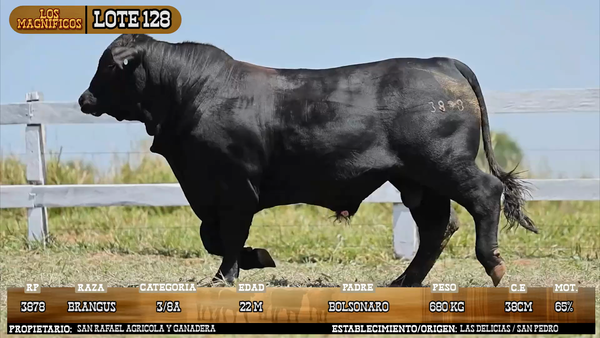 Lote LOTE 128 - VIVO