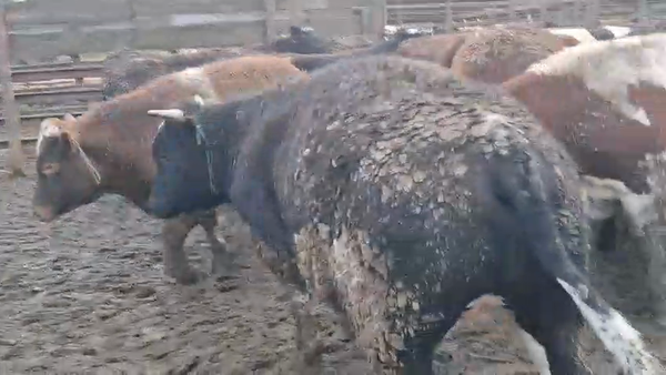 Lote 20 Novillo Gordo en Los Ángeles, VIII Región Biobío