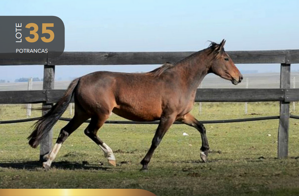 Lote Aquerenciada Jamaica