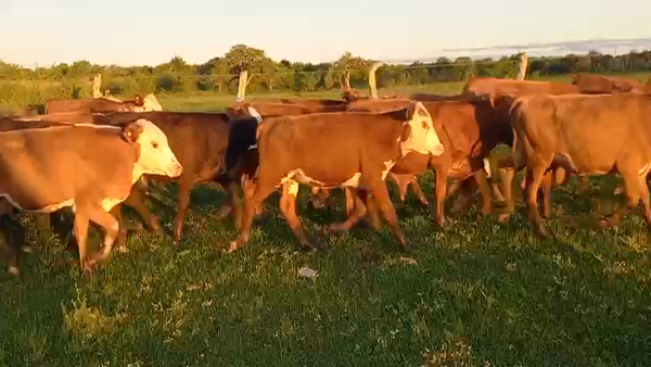 Lote 120 Terneros