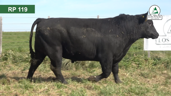 Lote 2 Toros ANGUS en Balcarce