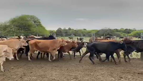 Lote 38 Vacas de invernar en Pto. Eva Perón, Chaco
