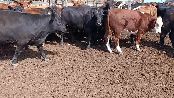 Lote 40 Novillos faena en Rio de Los Sauces, Córdoba