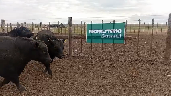 Lote Toros
