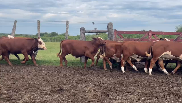 Lote 57 Terneros/as en Corrientes, Curuzú-Cuatiá