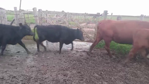 Lote 90 TERNS. MACHOS Y HEMBRAS, EN CARLOS TEJEDOR, BS. AS.