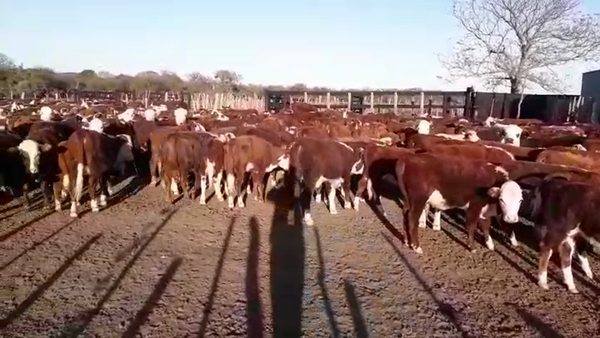 70 Terneros en San Javier, Santa Fe