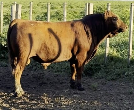 Lote PLANTEL X HEREJE