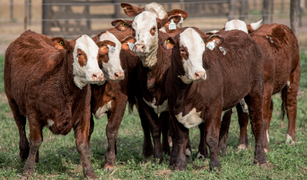 Lote Terneras Braford -  Los Charabones