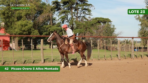 Lote 1 Montados