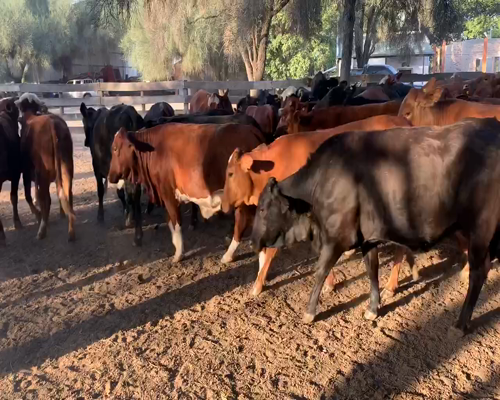 Lote 60 Vaquillonas en Juan José Castelli, Chaco