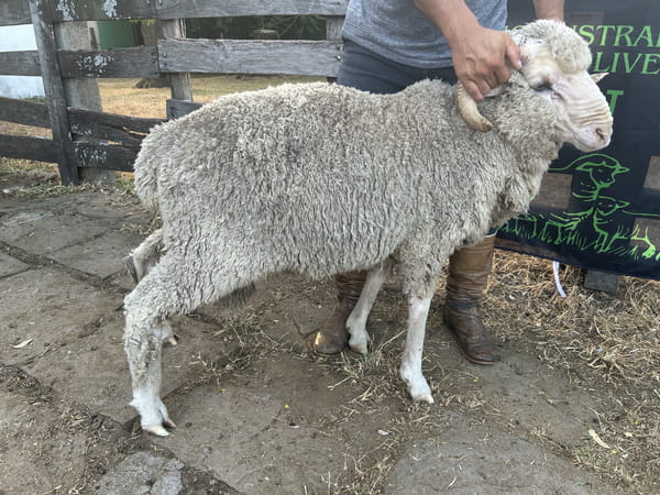 Lote Borrego 2D (MO: No)