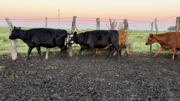 Lote VACAS ENTORADAS