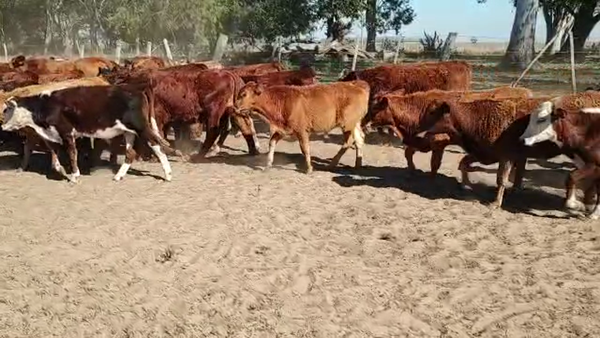 Lote 430 Terneros/as en Ituzaingó, Corrientes