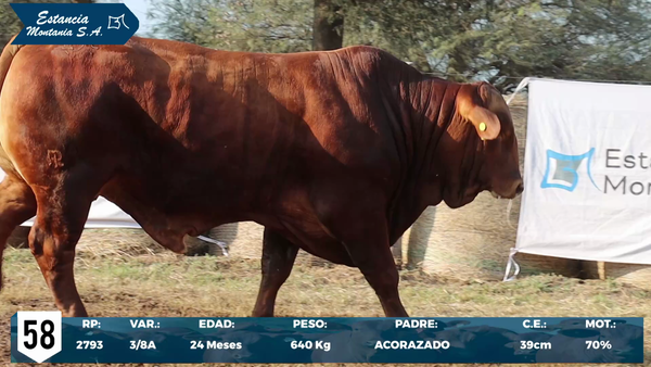 Lote LOTE 58