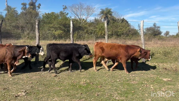 Lote 21 Terneros en Corrientes, Empedrado