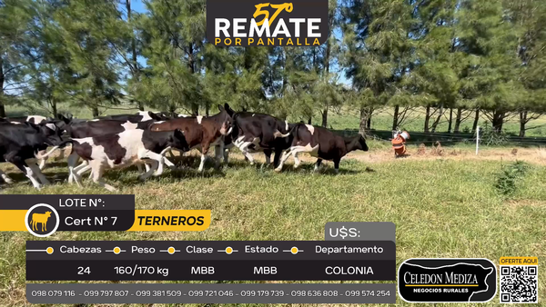 Lote 24 Terneros en Colonia