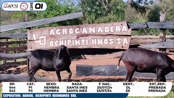 Lote LOTE 1