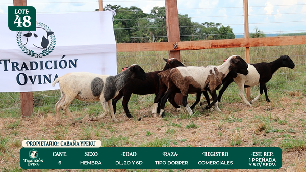 Lote LOTE 48 - POR PANTALLA
