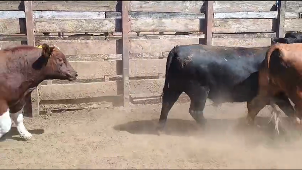 Lote 20 Novillo Gordo en Los Ángeles, VIII Región Biobío