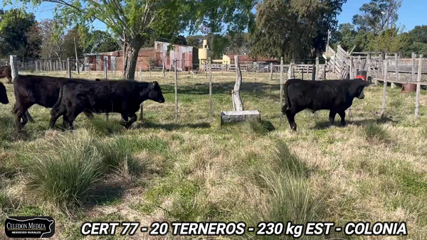 Lote 20 Terneros en Tarariras, Colonia