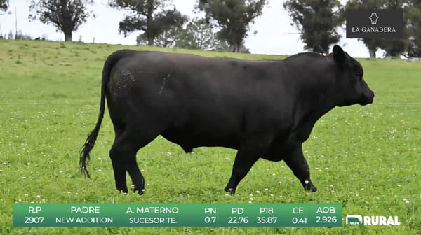 Lote Angus de La Ganadera