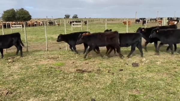 Lote Terneras
