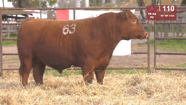 (*)63 3124 — TOROS ANGUS COLORADOS  PC