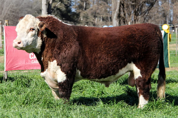Lote Toro PP
