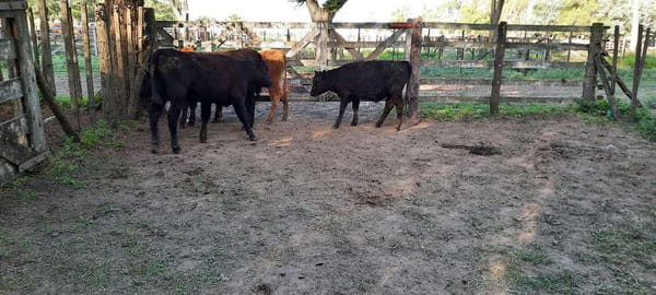 Lote 4 Terneras en Gral. Lamadrid, Buenos Aires