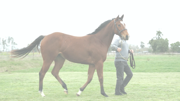 Lote HENNESSY MAR (MARIGNAC -  HIGH ON THE STARS)