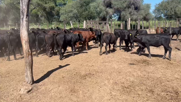 Lote 62 Terneros en Juan José Castelli, Chaco
