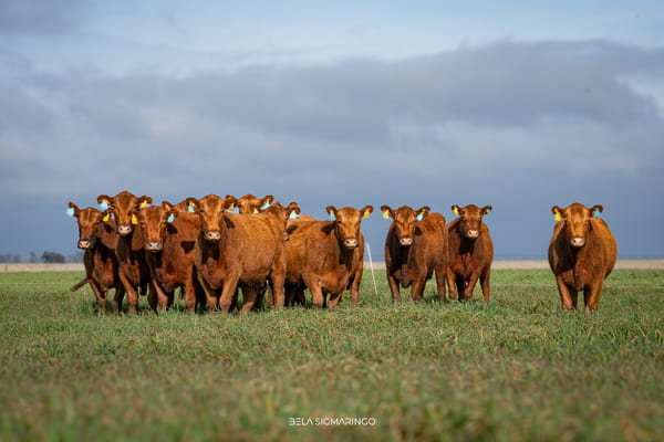 Lote VACAS ANGUS COLORADAS PC C/GTÍA DE PREÑEZ