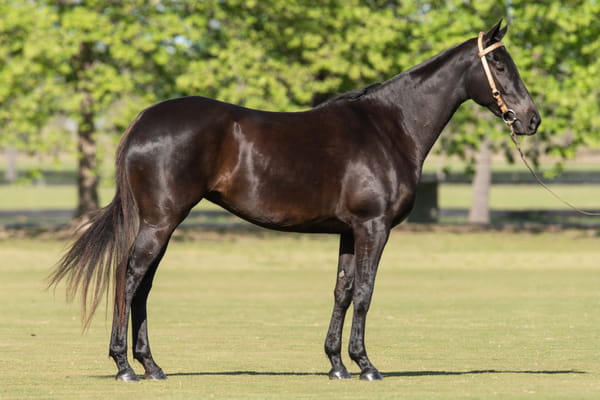 Lote TAITA CHERRY - T/E (V-R SAMBA - OPEN CHELA)