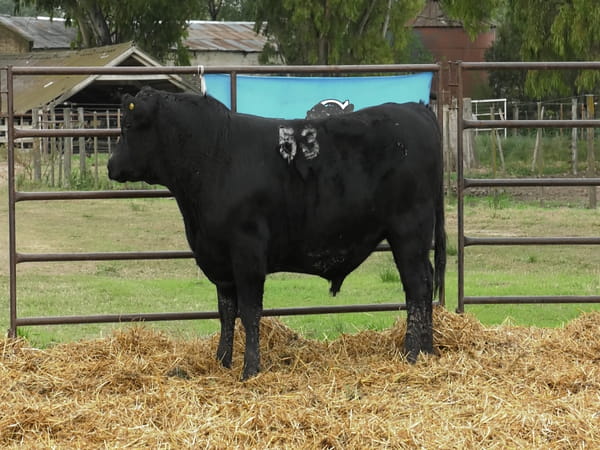 Lote TOROS ANGUS NEGROS PC