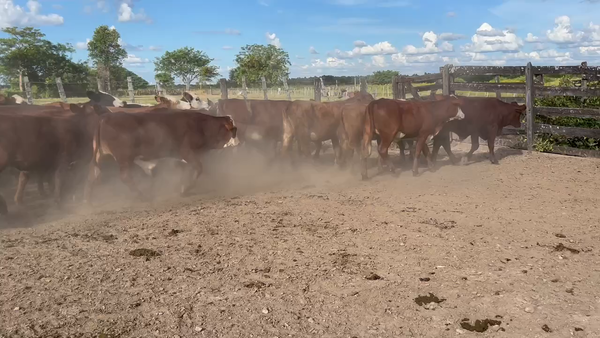 Lote 100 Terneros/as en Tres Lagunas, Formosa